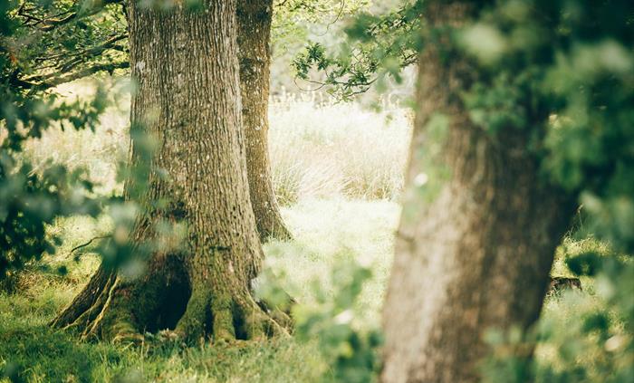 Trees at Nantseren glamping